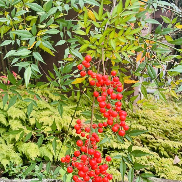 お久しぶりの投稿 画像