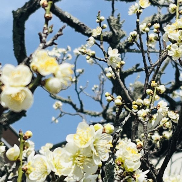 明日から3月、心と身体を整える季節へ 画像