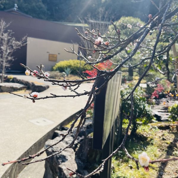 春の気配に思わずにっこり 画像